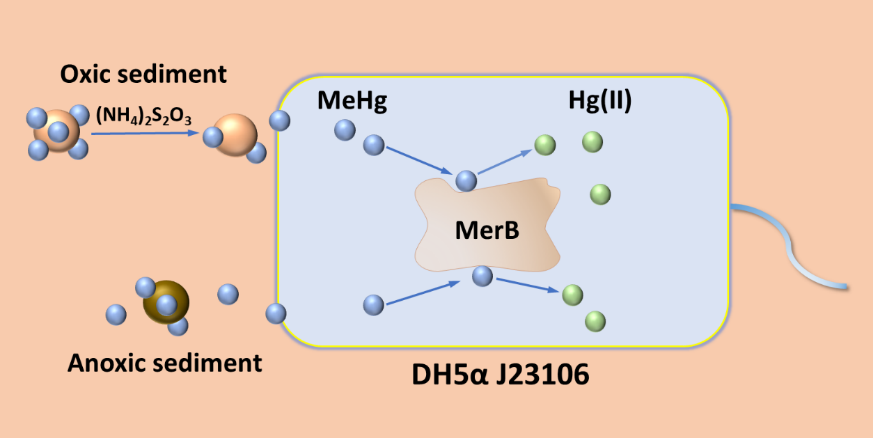 merB过表达大肠杆菌生物修复沉积物中的甲基汞