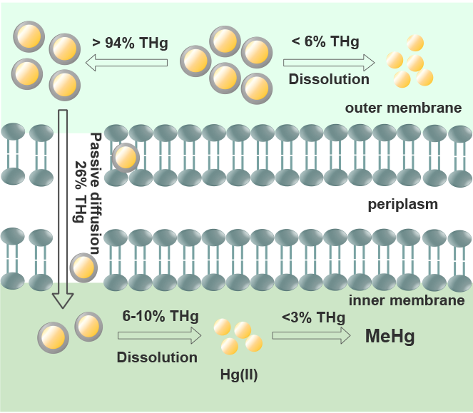 “特洛伊木马”内化增强硫化汞纳米颗粒的生物有效性