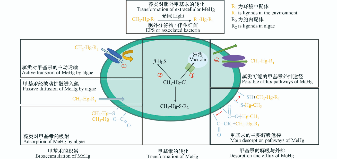 藻类对甲基汞的富集与传递研究进展
