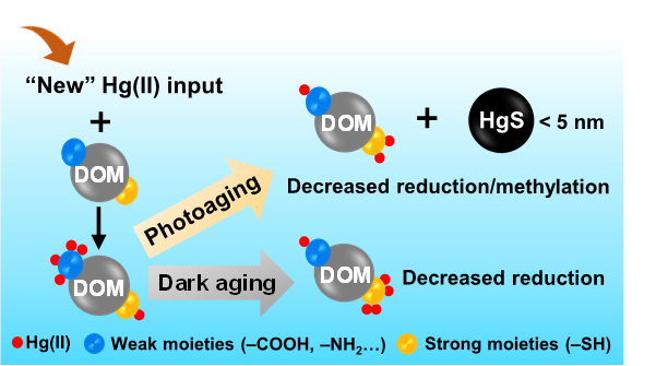 溶解性有机质介导的Hg(II)暗老化和光老化过程：结合位点和硫化对Hg(II)非生物还原和微生物甲基化的关键影响