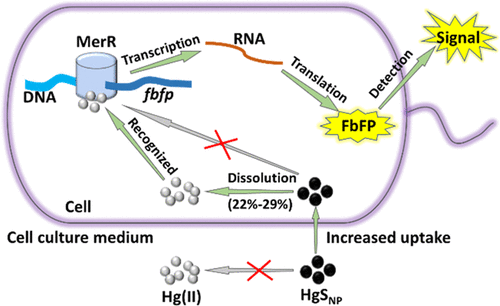 细菌对纳米硫化汞的直接摄入与胞内溶解：来自全细胞微生物传感器的证据