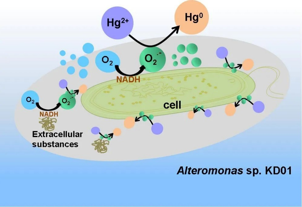 海洋好氧细菌Alteromonas sp. KD01通过超氧介导的胞外汞还原