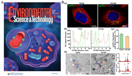 银纳米颗粒的粒子毒性效应