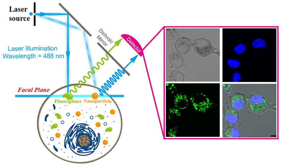 胞内非标记纳米颗粒示踪
