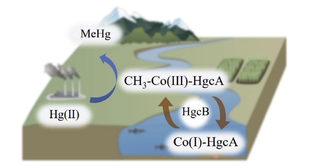 hgcA B基因介导的汞甲基化分子机制及其应用.png