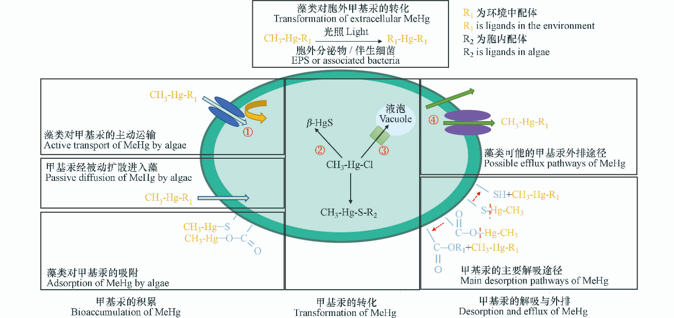 藻类对甲基汞的富集与传递研究进展.png