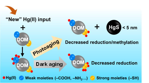 溶解性有机质介导的Hg(II)暗老化和光老化过程.png