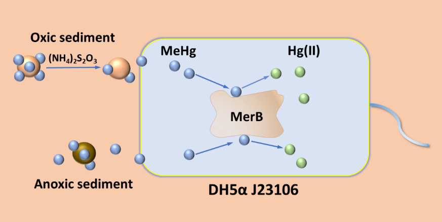 merB过表达大肠杆菌生物修复沉积物中的甲基汞.png