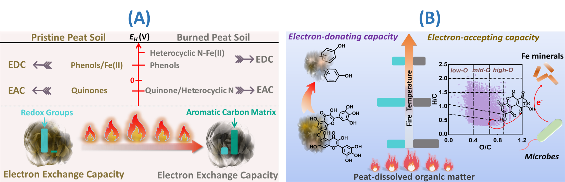 火诱导的泥炭土壤有机质电子传递能力的多重变化（A）；加热诱导的泥炭溶解性有机质的电子交换能力及分子动态变化（B）.png