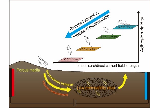 热耦合电动力传输污染物降解菌的物理机制.jpg